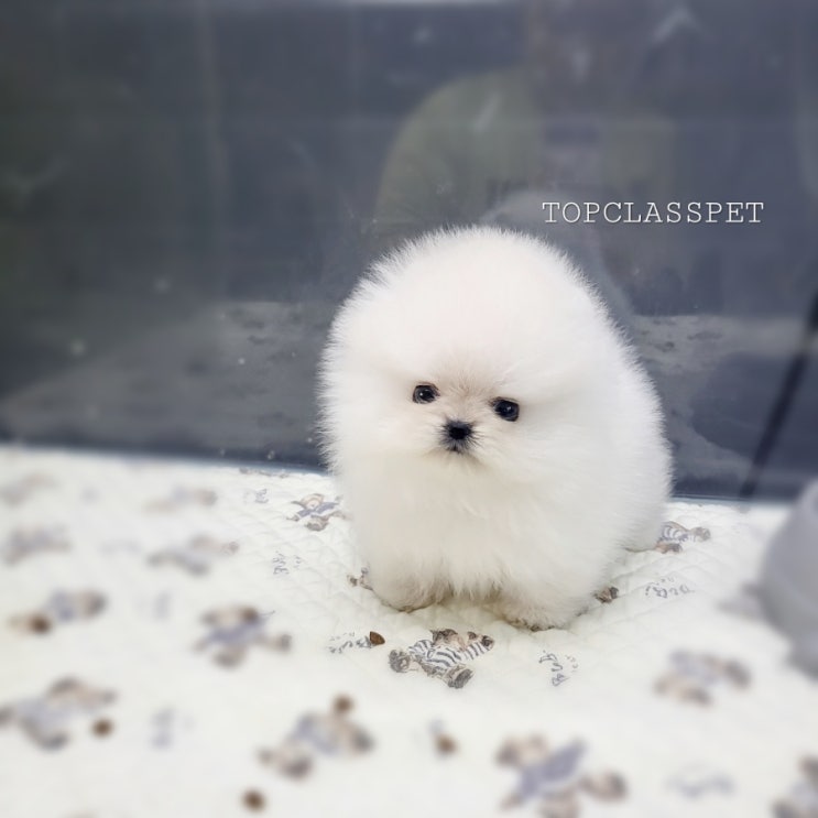  천안 강아지분양 화이트 포메라니안분양 유명한곳