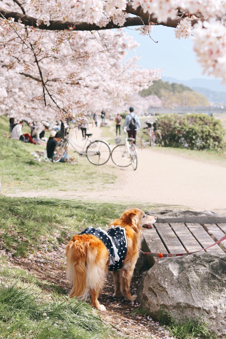 Q&A - 강아지 동반 일본여행