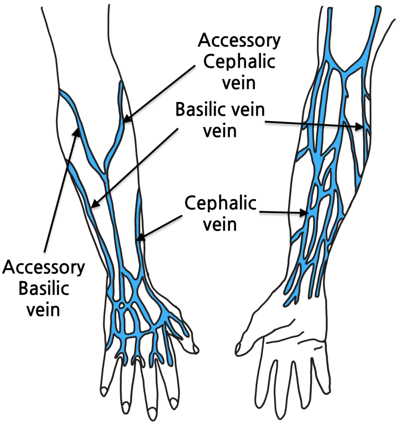 IV(intravenous), 정맥주사 고수되기 좋은 혈관 찾기 네이버 블로그
