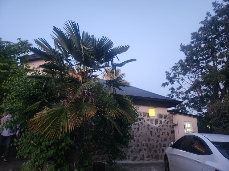  제주도여행 서귀포 귤나무 독채펜션 지인에게 추천해주고 싶은 돌밭 제주모루헌펜션 후기