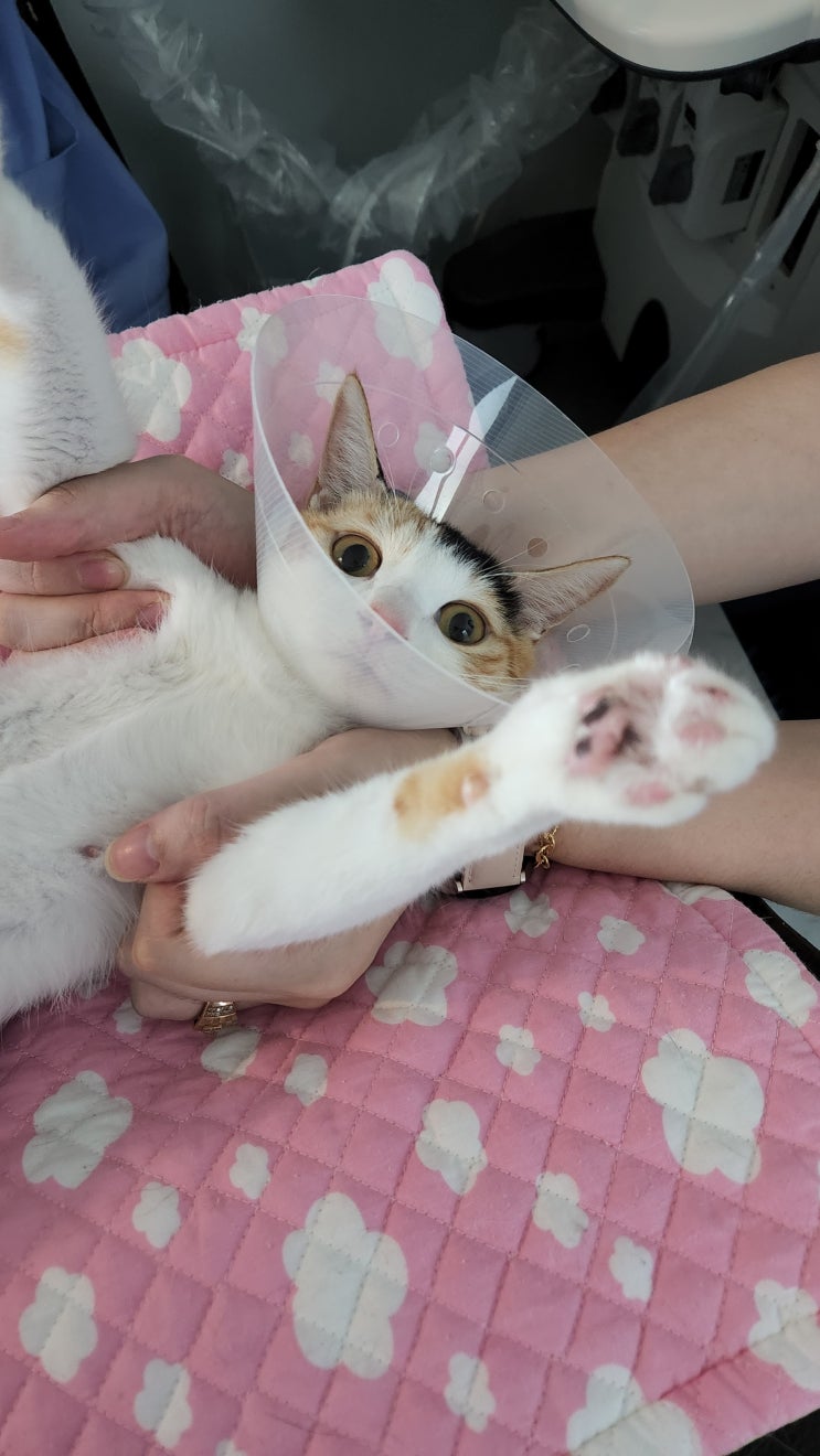  묘생역전 살구 이야기(1) - 임신냥이 간택부터 출산까지