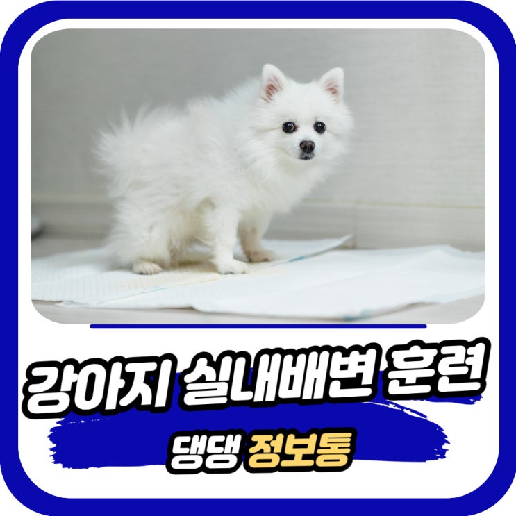  새끼 강아지 배변훈련 실내 소변실수 교육 방법