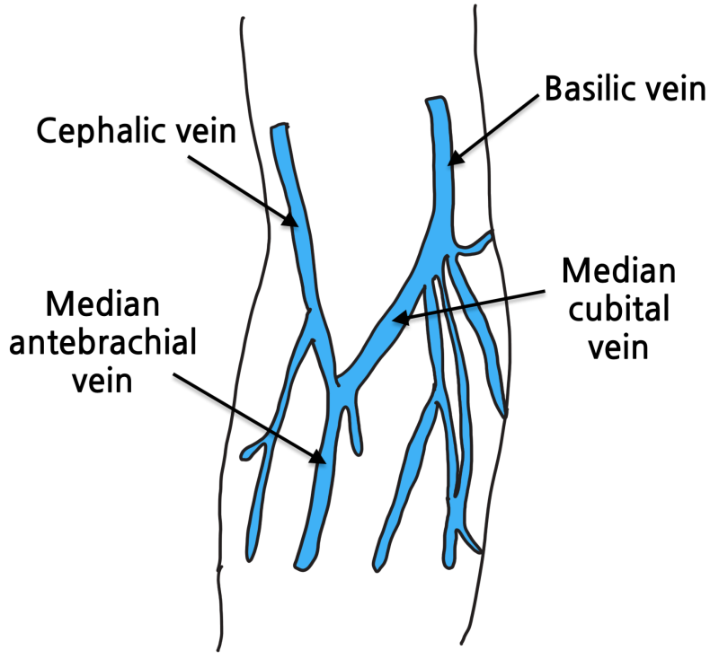 IV(intravenous), 정맥주사 고수되기 좋은 혈관 찾기 네이버 블로그