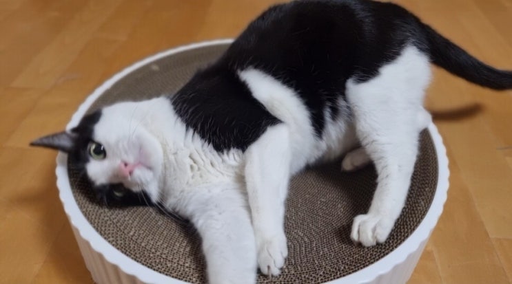  고양이 사춘기, 냥춘기 증상_발정 전후 어른이 되는 중이에요