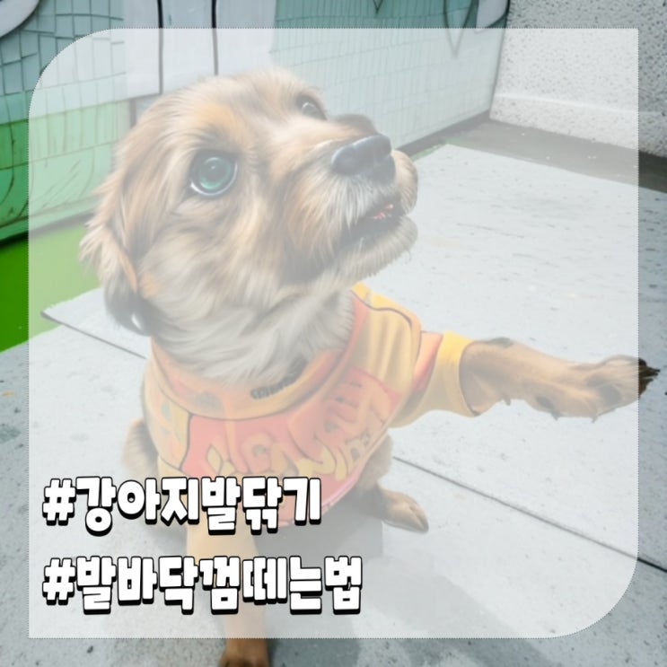  강아지산책후 발닦기 강아지발바닥 껌떼는법