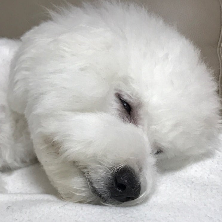  강아지 림프종 증상 확인해 보세요