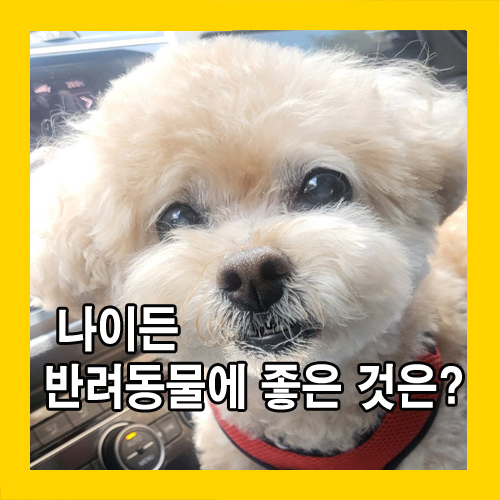  나이든 반려동물에 좋은 것은?
