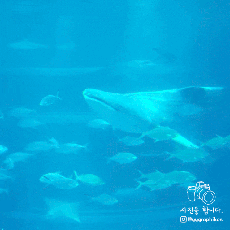  [일본 오사카 여행] 오사카코역 가볼만한곳, 아쿠아리움 - 가이유칸 수족관(해유관) - 1
