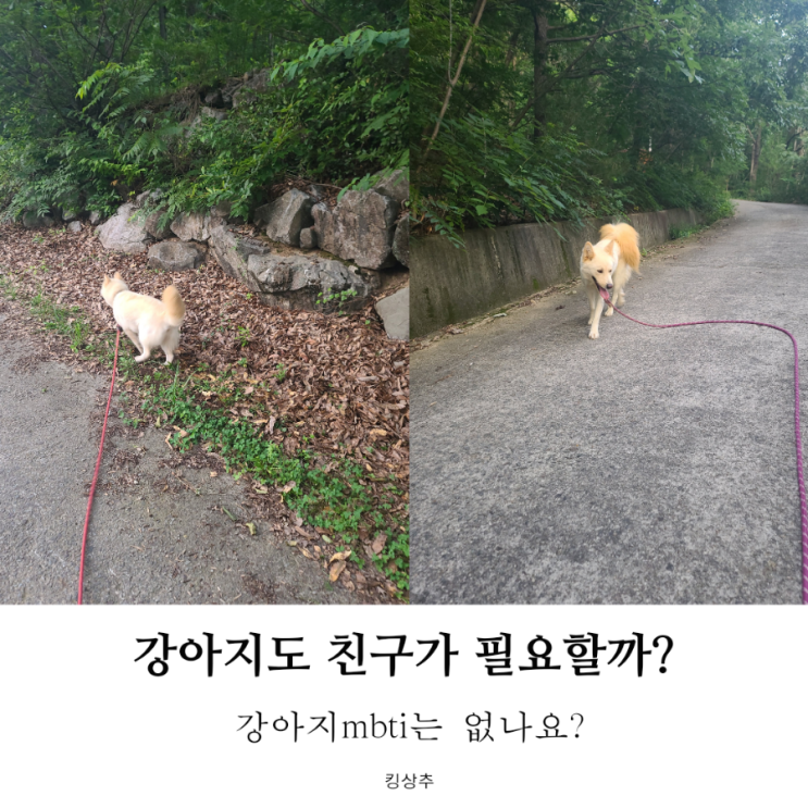  강아지도 친구가 필요할까? 강아지 친구 강아지 mbti