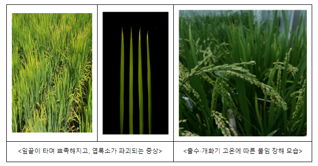 장마 뒤 벼 안정생산 재배관리 요령