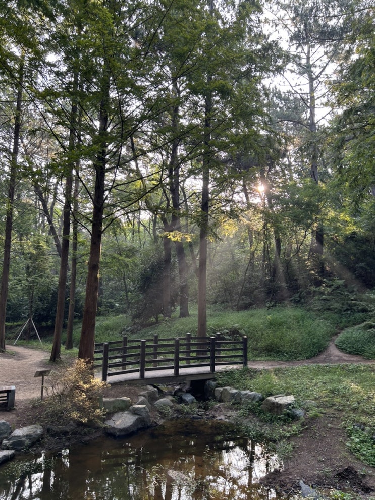 [울산가볼만한곳] 아침 산책으로 울산대공원 메타세쿼이아숲길 걸어요