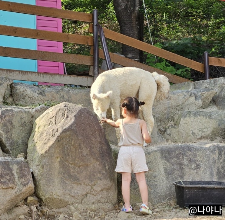  여주 아이와 가 볼 만한 곳 알파카가 있는 산속애