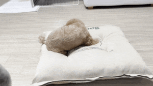  강아지 분리불안 해결할 수 있는 방석이 있다면??