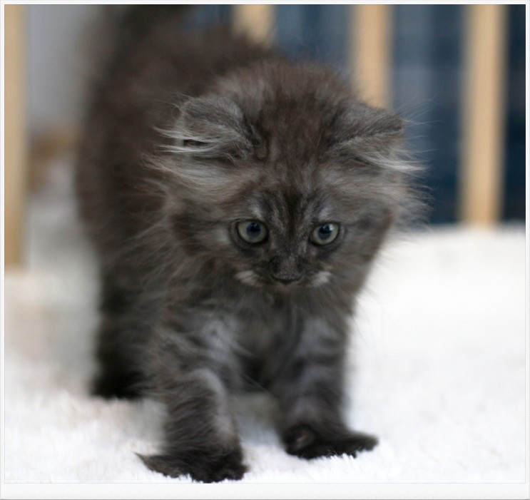 검은색고양이를 찾으신다면 프리미엄 가정묘 전문 마포도레미캣 에서 함께 알아보실까요? (feat. 까만고양이, 페르시안, 스핑크스, 개냥이)