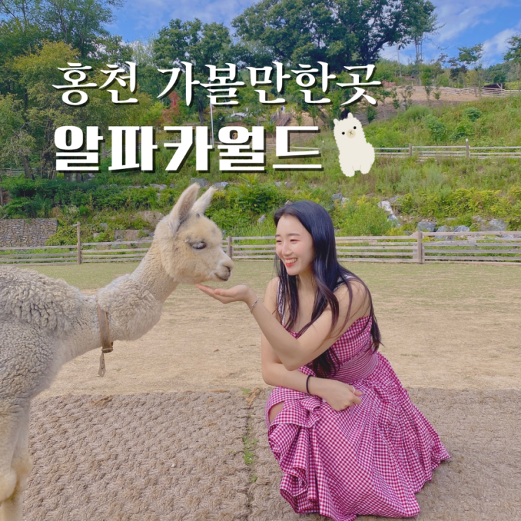  강원도 놀거리 홍천 알파카월드 할인, 유모차 동물원 여행 아이와 가볼만한곳