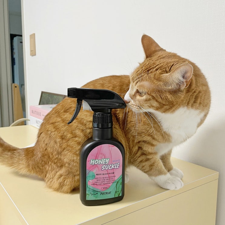  고양이 화장실 냄새 펫트루 미스트로 고양이 냄새 제거