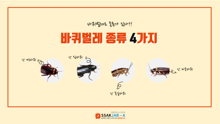  [대전방역업체] 바퀴벌레 종류 4가지(독일바퀴, 미국바퀴, 먹바퀴, 집바퀴)