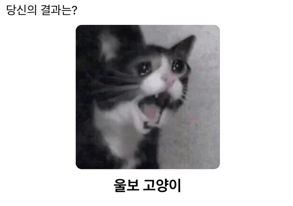 [동물 성격 테스트] 나와 닮은 동물짤 알아보기 feat. 울보 고양이