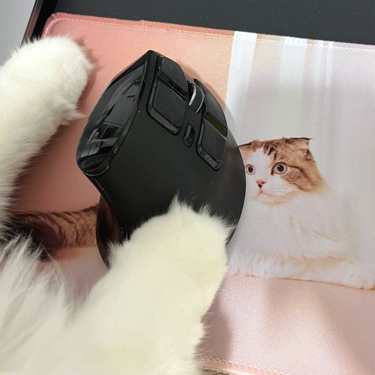  [고양이 굿즈] 털동생 마우스패드, 주문제작 ; 힘이난다 힘이나..
