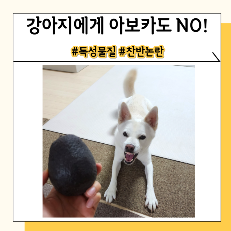 아보카도 동물에게는 나쁠 수도 있으니 강아지 먹이지 마세요 아보카도 동물에게는 나쁠 수도 있으니 강아지 먹이지 마세요