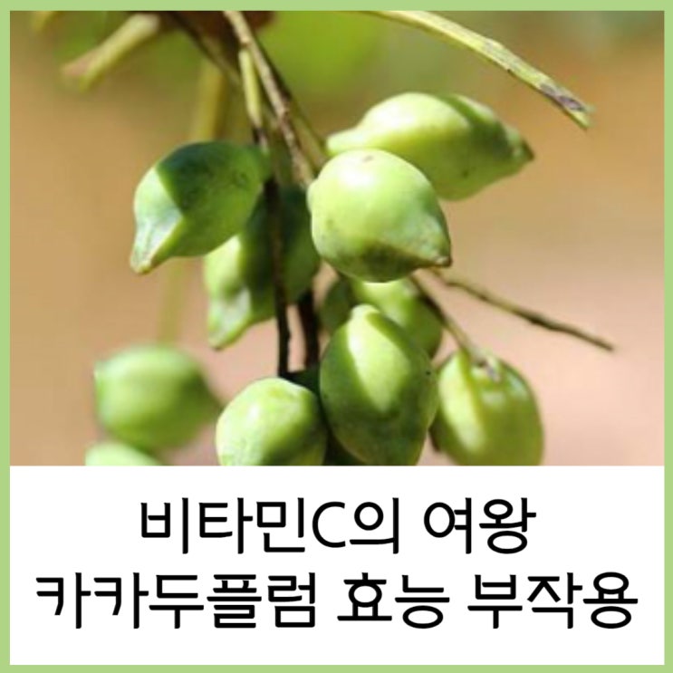  카카두플럼 비타민C음식 효능 부작용