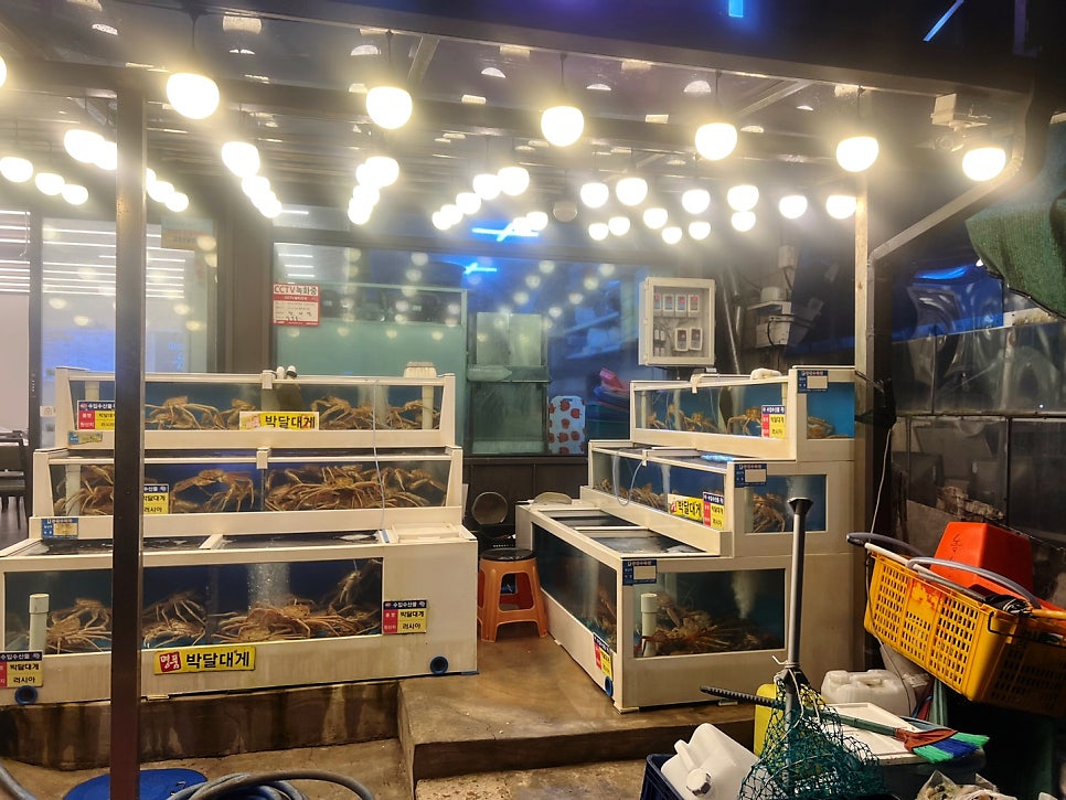 육육대게 사진 2
