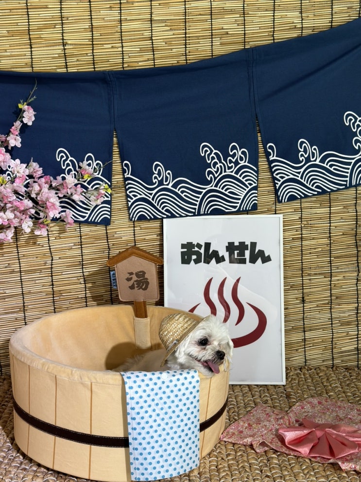  울산 언양 애견카페 애견운동장 천연잔디 부산근교 ㅣ 플레이그라운독 @play_groundog