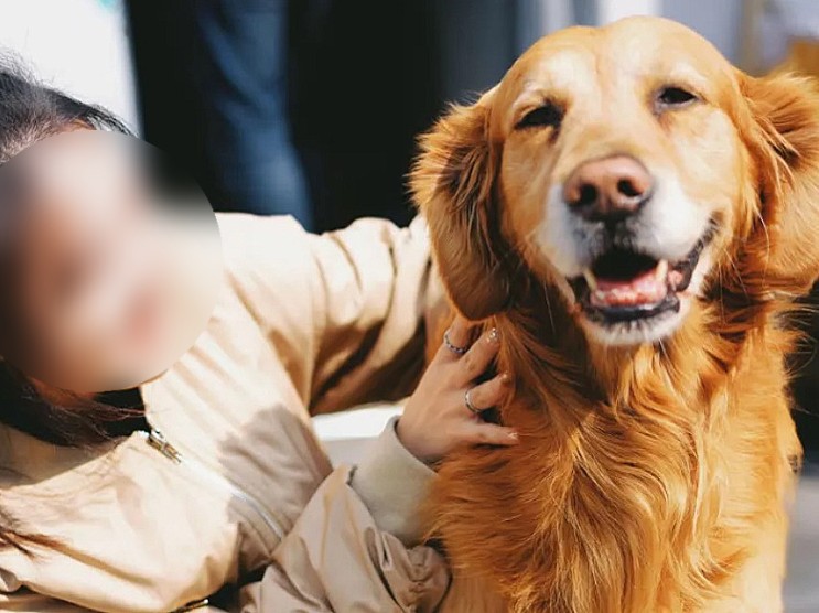 고관절 이형성증을 가진 개들을 위한 홈 케어 관리법
