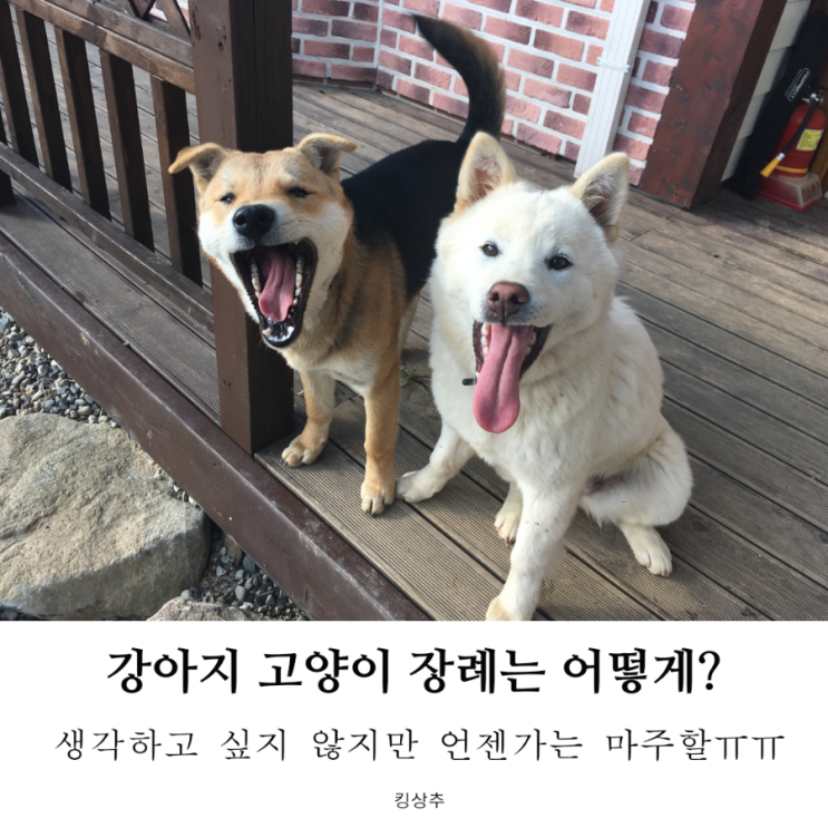  무지개다리를 건넌 반려동물, 장례는 어떻게 하나요? 강아지 장례식 고양이 장례식