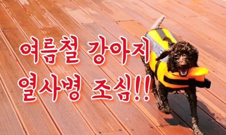  여름철 강아지 열사병 주의가 필요하다!