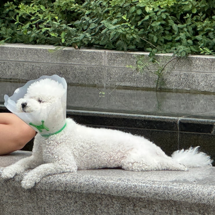  강아지 기관지협착증 치료 및 거위소리 원인