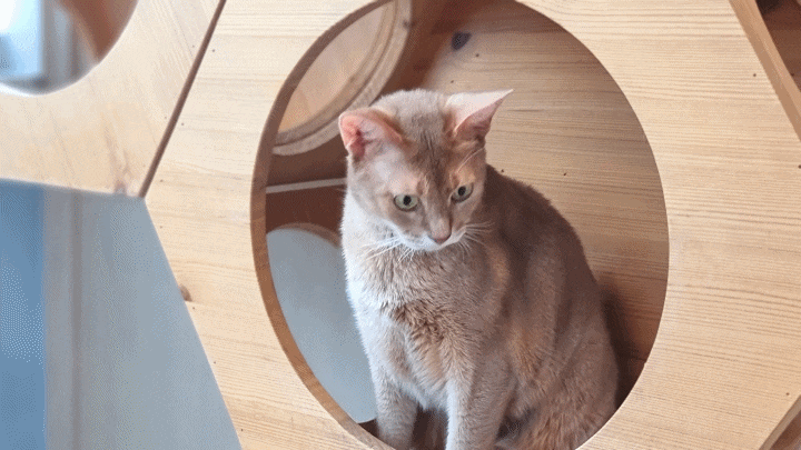 서울고양이호텔 해외여행 전 장기탁묘 행복한 고양이호텔 캣츠아일랜드