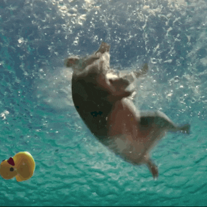 왕초보 햇병아리의 첫 수영 도전기 [1]