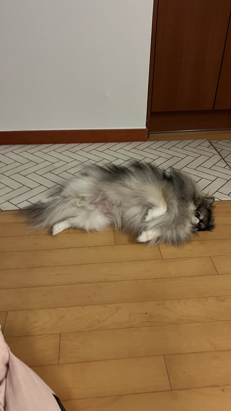  내 배를 봐라!