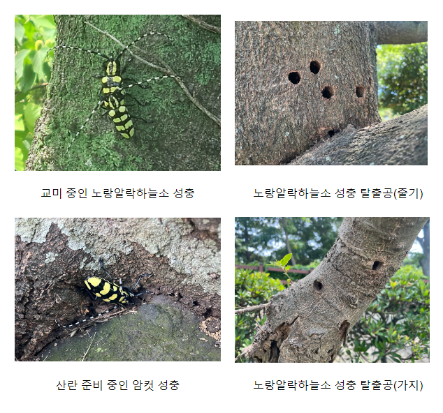 아열대 해충 노랑알락하늘소(가칭)의 제주 정착에 따른 긴급대책 마련