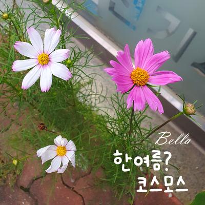  한여름 코스모스 발견 ㅋ