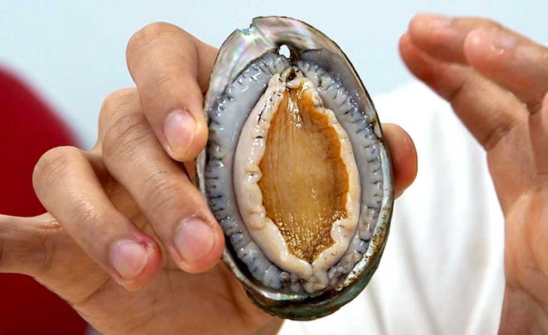 전복꿈 해몽 : 전복따는꿈, 잡는꿈, 먹는꿈, 줍는꿈, 전복 태몽까지!