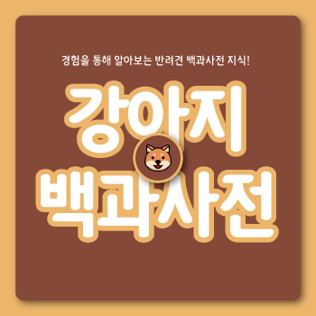  아무도 알려주지 않아 직접 적어보는 강아지 곰팡이 피부염