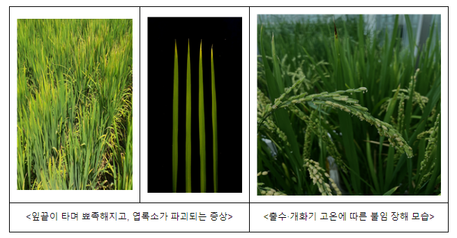 장마 뒤 벼 안정생산 재배관리 요령 장마 뒤 벼 안정생산 재배관리 요령