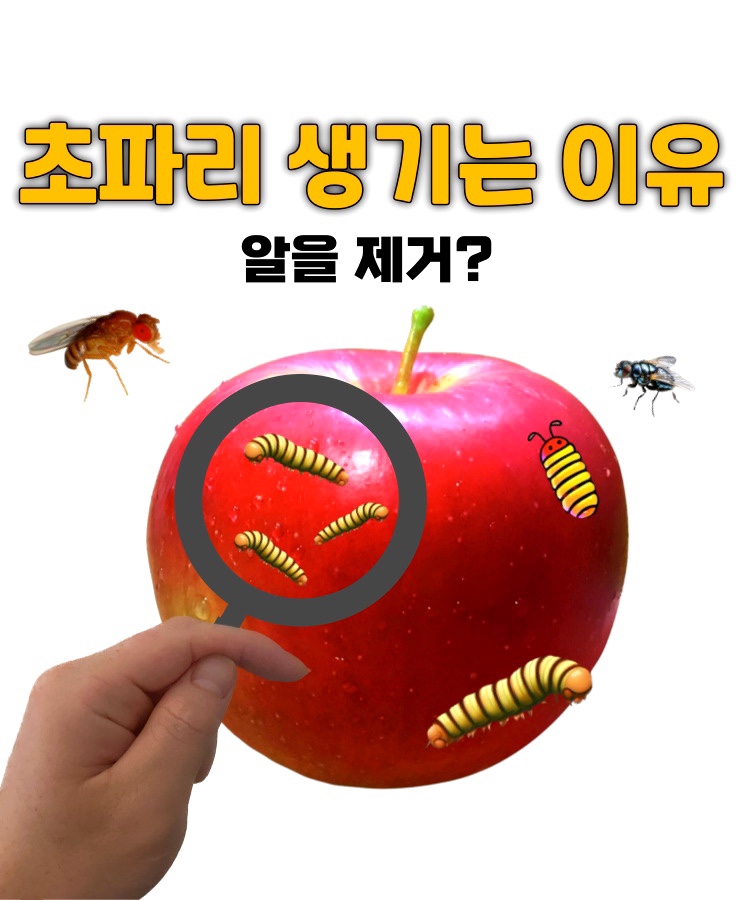  초파리 생기는 이유는 미스테리? 없애는법! (날파리 알 퇴치..)