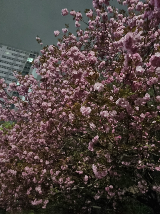  안톤체홉 벚꽃동산 줄거리 감상평  독서 후기 안톤체호프 명작