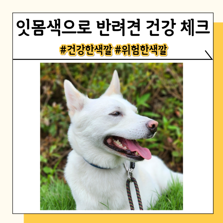 강아지 잇몸색 매일 체크하고 반려견 건강 미리미리 챙기세요 강아지 잇몸색 매일 체크하고 반려견 건강 미리미리 챙기세요