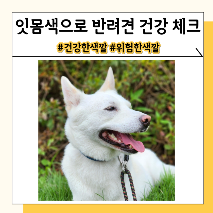 강아지 잇몸색 매일 체크하고 반려견 건강 미리미리 챙기세요