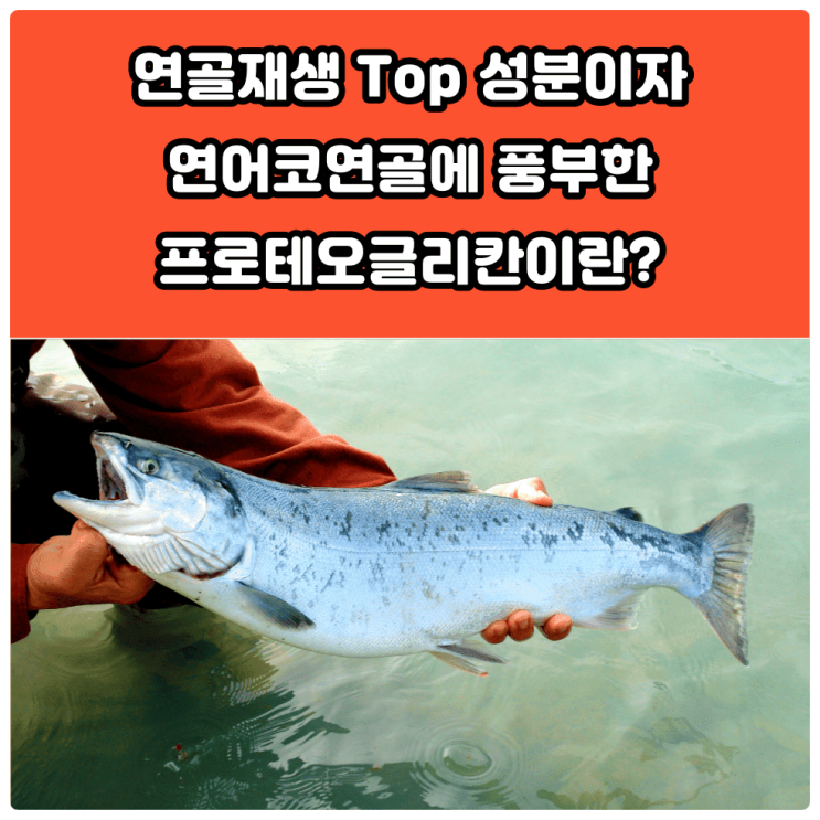  수술 없이 연골재생되는 프리테오글리칸이란?
