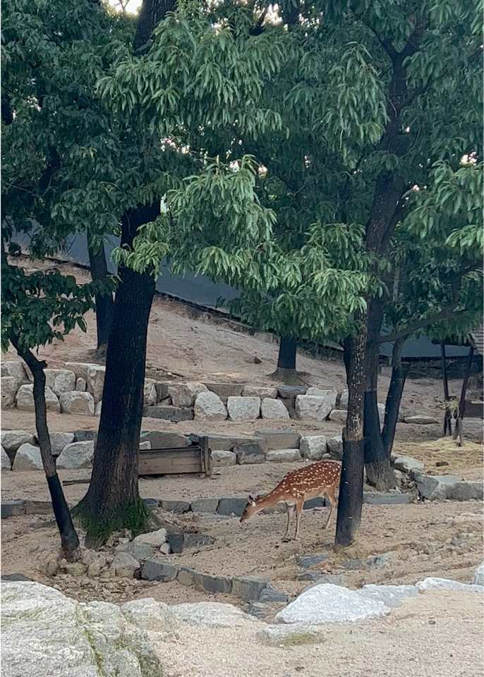  북서울꿈의숲 사슴방사장 꽃사슴