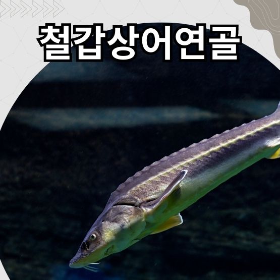  콘드리친 콘드레이친 효능 부작용