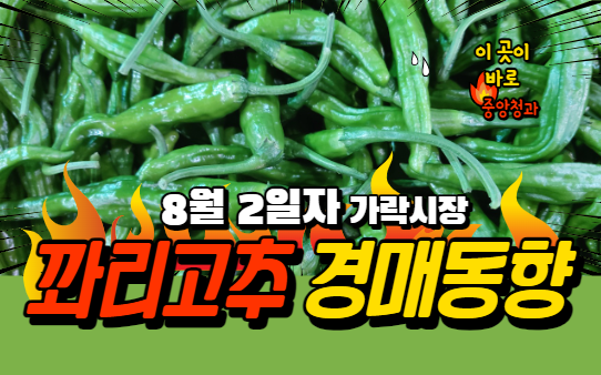  [경매사 일일보고] 8월 2일자 가락시장 꽈리고추 경매동향을 살펴보겠습니다!