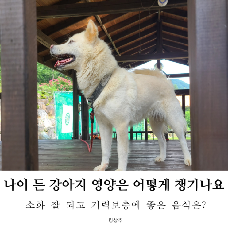  나이 든 강아지 영양 식사 만들기 노견 영양식 육수 토핑 레시피