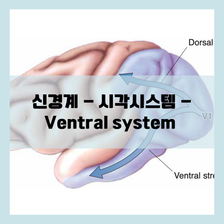  시각시스템의 Dorsal stream 과 Ventral stream