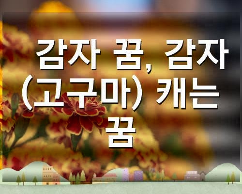 감자 꿈, 감자(고구마) 캐는꿈